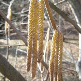 The hanging catkins of a filbert tree.