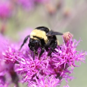 A bee pollinates a purple flower. 