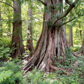 A grove of dawn-redwood trees.