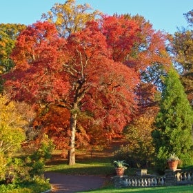 Trees with orange, red, and yellow foliage. 