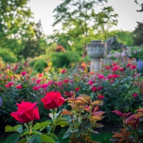 Pink roses in bloom with a stone sculpture in the background.