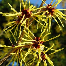 Yellow and red Chinese witchhazel flowers in bloom. 