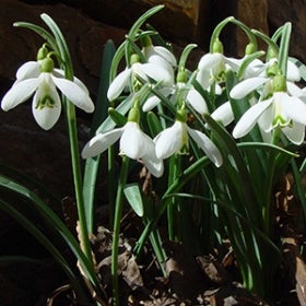 Small white flowers on long green stems. 