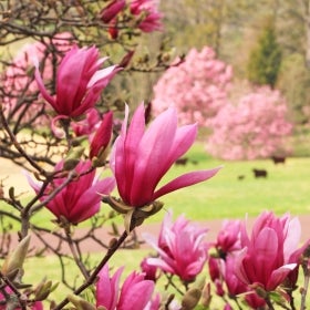 Pink magnolia flowers in bloom.