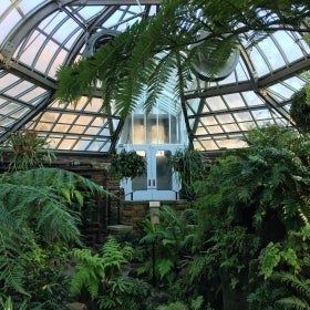 The inside of a greenhouse with a glass roof and green ferns. 