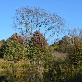 A wetland area with trees and a body of water.