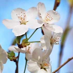 A close-up of a Yoshino cherry tree blossom. 