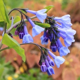 A close-up of Virginia bluebell flowers.
