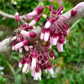 A close-up of pink eastern red bud flowers.