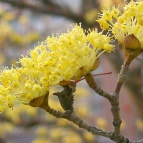 Small yellow flowers growing on a tree branch.