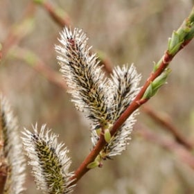 White catkins grown on a reddish-brown and green branch.