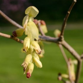 Small, yellow flowers dangle in a thin cluster from a brown tree branch. 