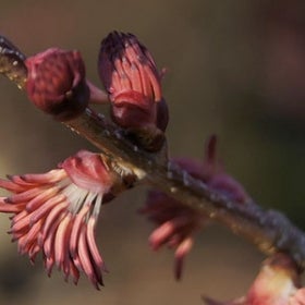 Red, spindly blooms on a brown tree branch.