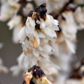 Small white blooms grow in a cluster.