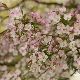 Pink and white cherry blossoms
