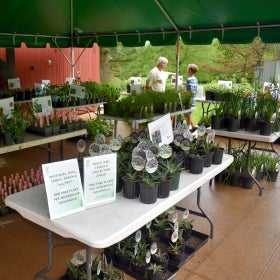 A display of plants on tables under a large green tent with a woman and young boy talking in the backgrund.