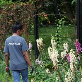 A woman holding garden shears and wearing a t-shirt that says, "VOLUNTEER" as she faces a row of flowers.