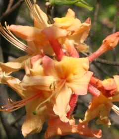 Orange azalea flowers.