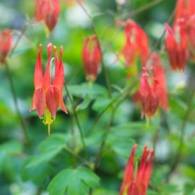 Red and yellow American columbine flowers.