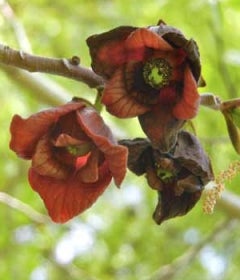 A dark red flower with a green center.