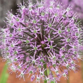 A closeup of an allium flower with small purple and green flowers