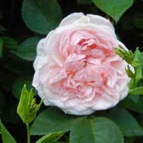 A closeup of a pink rose.