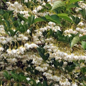 Small white flowers growing in abundance on a tree with green foliage.