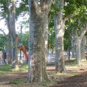 A line of trees with construction in the background.