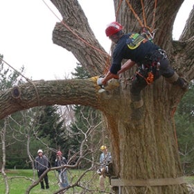 A man wearing a hardhat and using red pulleys climbs and works on a tree. 
