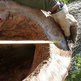 A closeup of a gloved hand using measuring tape to measure a tree trunk.
