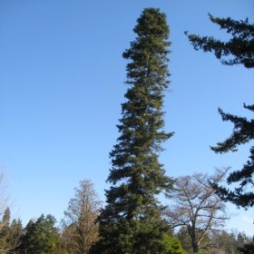 A large Cilician fir growing narrow and tall with green foliage.