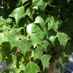 A close up of the green foliage of a Trident maple tree.