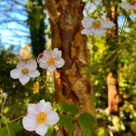 paperbark maple