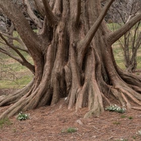 redwood tree