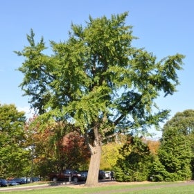 A large Ginkgo biloba tree with green foliage.