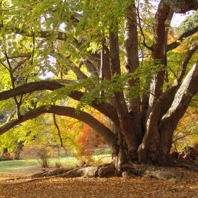 Cercidiphyllum japonicum