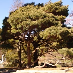 A Dwarf eastern white pine with green foliage growing along a pond.