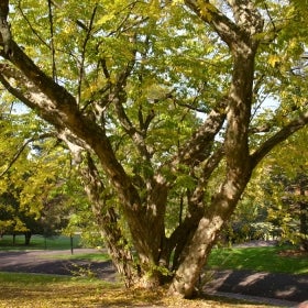 A large Tatar wingceltis tree with yellow-green foliage.