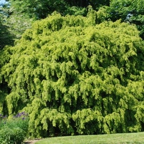 A large Weeping Canada hemlock with green foliage.