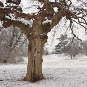 A Tabletop Scotch elm grows in an open field covered in snow.