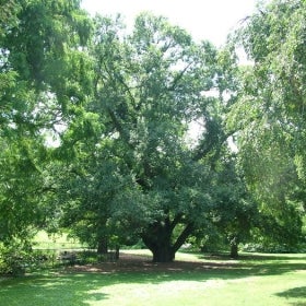 A large Chinese elm with green foliage.