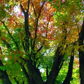 Zelkova serrata