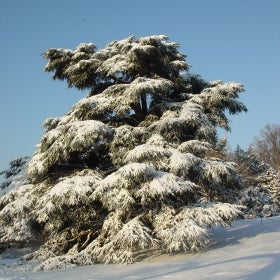 Cedrus atlantica ‘Glauca’