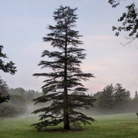 cedrus libani