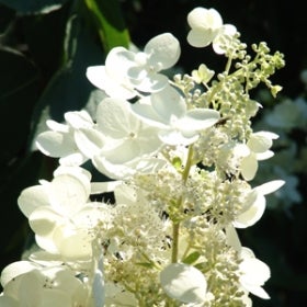 Small white flowers growing on a light green stem. 