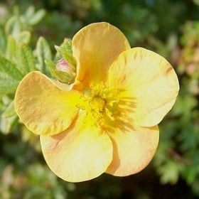 Close up of a bright yellow flower.