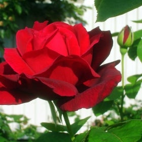 A close up of a red rose.