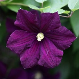A deep purple flower with a white center. 