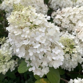 White clusters of small flowers.