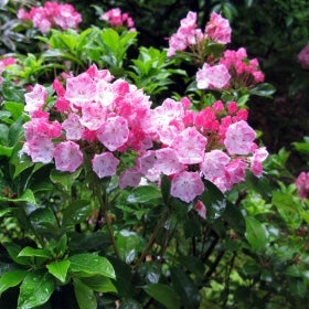 Pink clusters of flowers grown among green foliage.